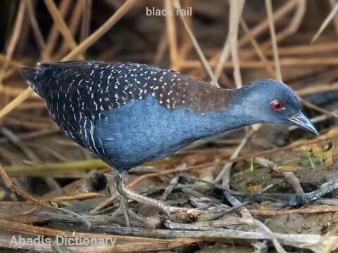 black rail